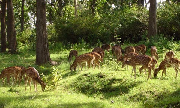 Mudumalai Wildlife Sanctuary